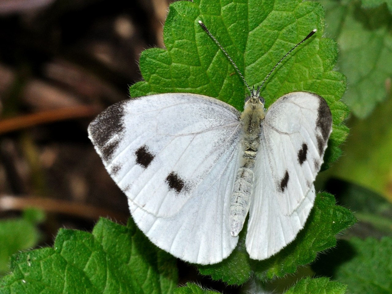 Pieris ?